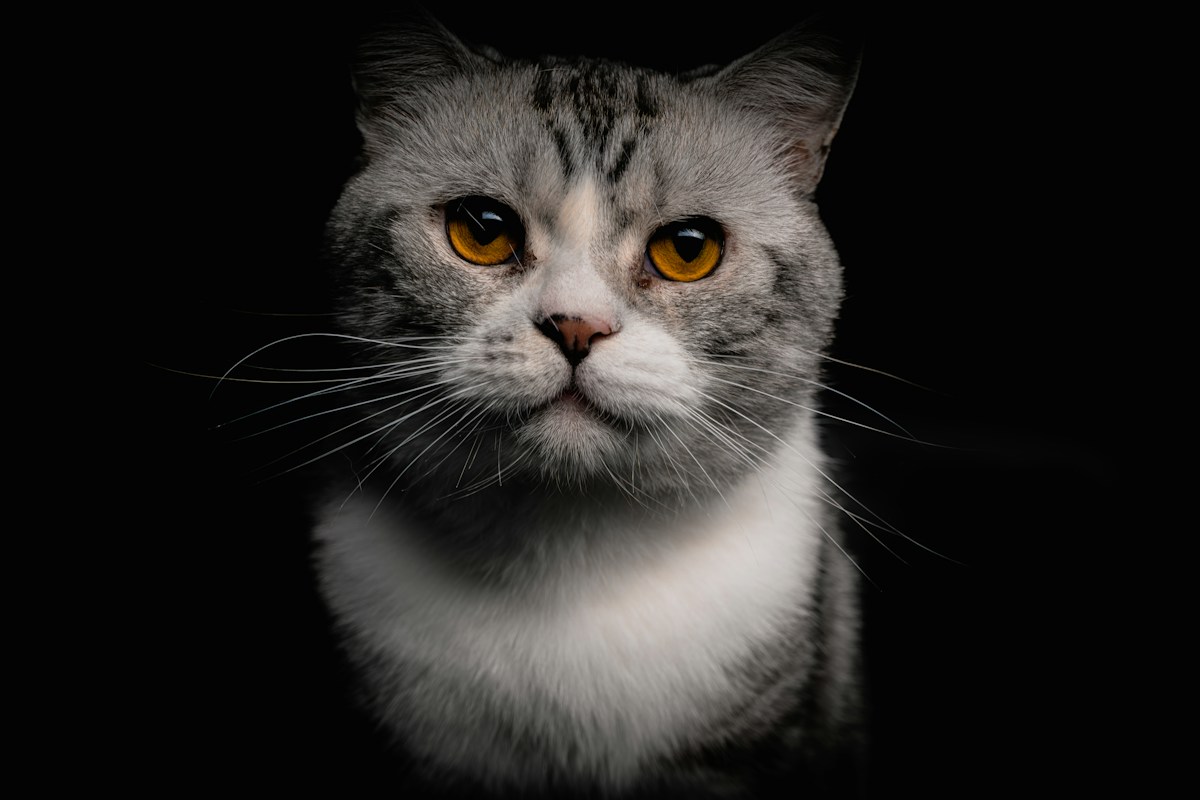 Gato em destaque, representando os pacientes felinos da clínica