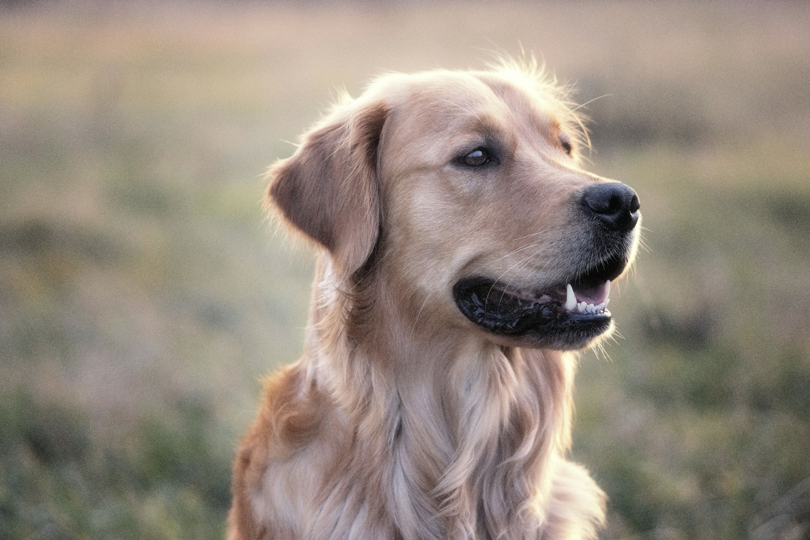 Cão atento, um dos pacientes da rotina de pequenos animais